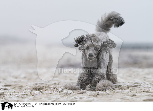 Kleinpudel / Standard Poodle / AH-08546