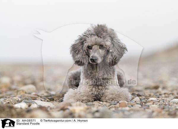 Kleinpudel / Standard Poodle / AH-08571
