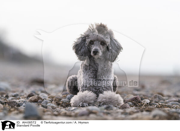 Kleinpudel / Standard Poodle / AH-08572