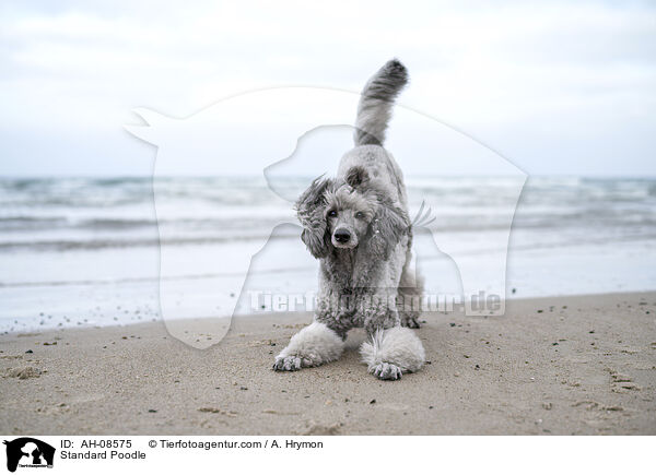 Kleinpudel / Standard Poodle / AH-08575