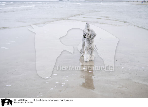 Kleinpudel / Standard Poodle / AH-08581
