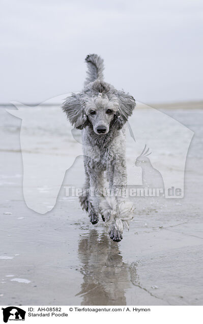 Kleinpudel / Standard Poodle / AH-08582