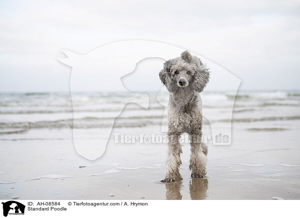 Kleinpudel / Standard Poodle / AH-08584