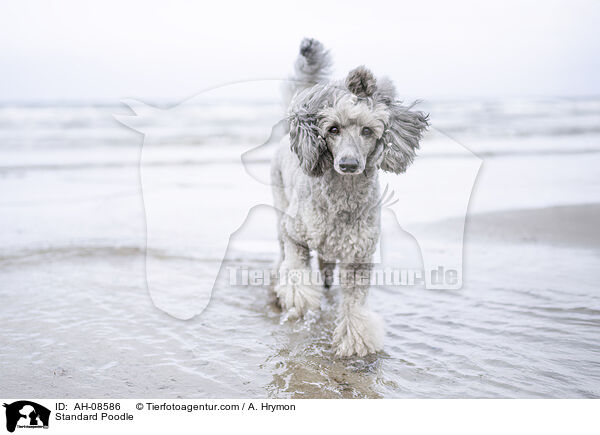 Kleinpudel / Standard Poodle / AH-08586