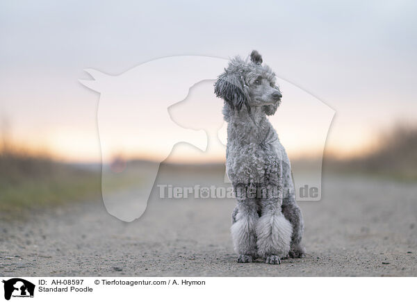 Kleinpudel / Standard Poodle / AH-08597