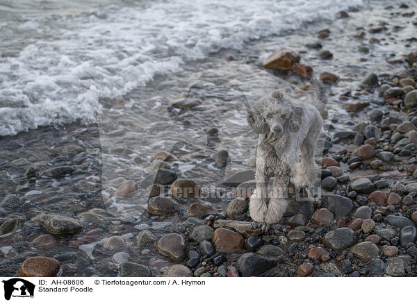 Kleinpudel / Standard Poodle / AH-08606