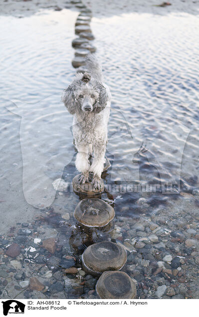 Kleinpudel / Standard Poodle / AH-08612