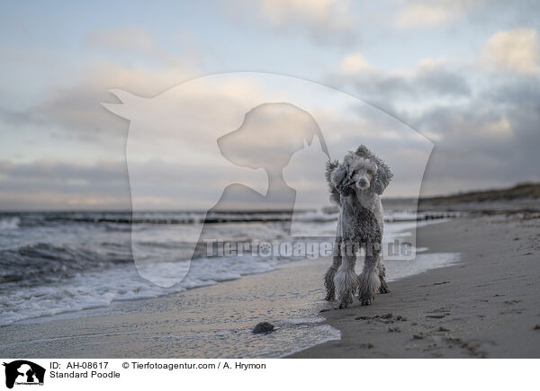 Kleinpudel / Standard Poodle / AH-08617