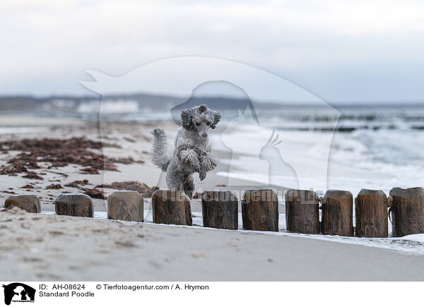 Kleinpudel / Standard Poodle / AH-08624