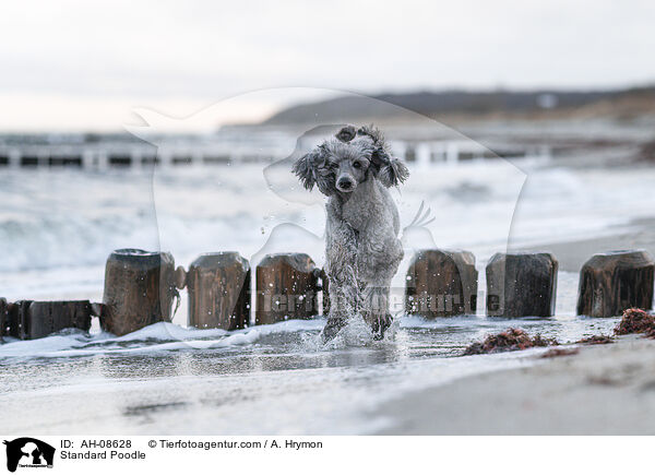 Kleinpudel / Standard Poodle / AH-08628