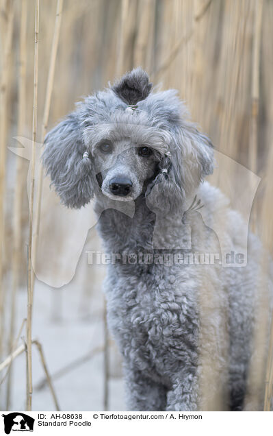 Kleinpudel / Standard Poodle / AH-08638