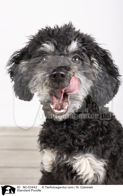 Kleinpudel / Standard Poodle / NC-03442