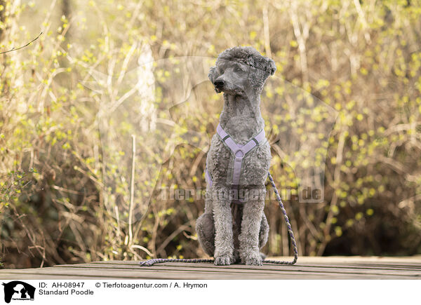 Kleinpudel / Standard Poodle / AH-08947