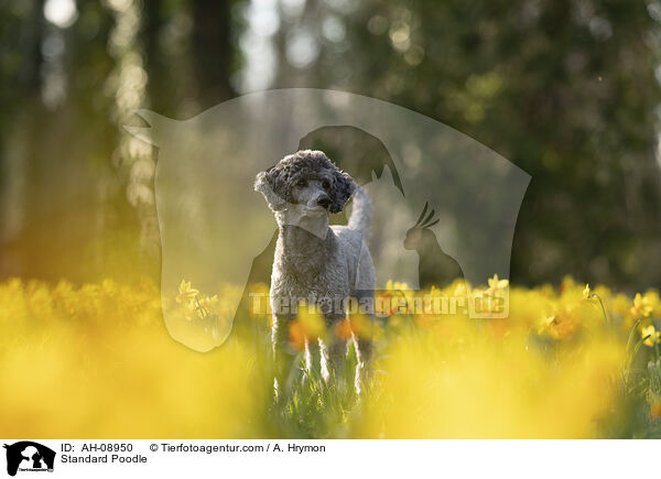 Kleinpudel / Standard Poodle / AH-08950