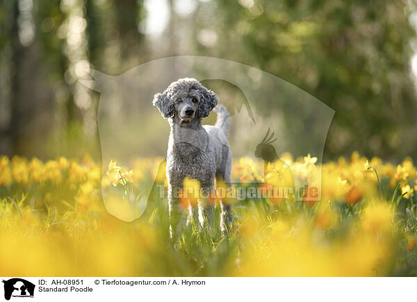 Kleinpudel / Standard Poodle / AH-08951