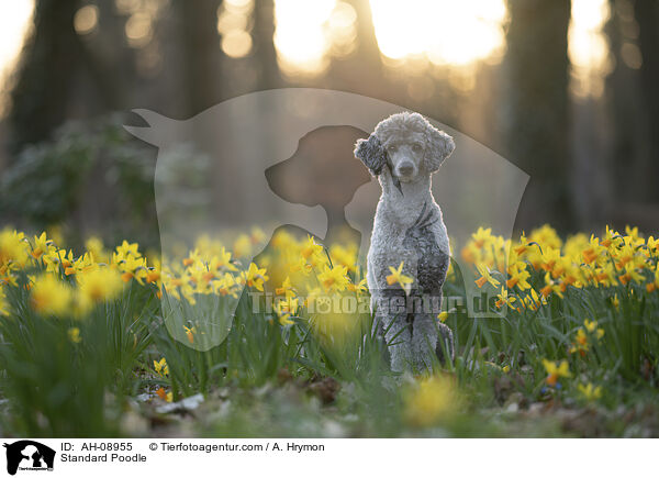 Kleinpudel / Standard Poodle / AH-08955