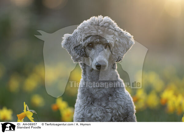 Kleinpudel / Standard Poodle / AH-08957