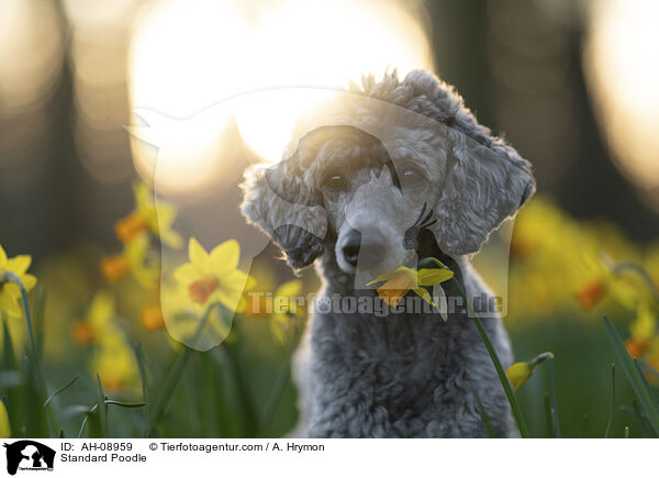 Kleinpudel / Standard Poodle / AH-08959