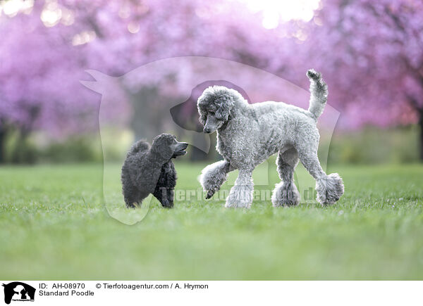 Kleinpudel / Standard Poodle / AH-08970