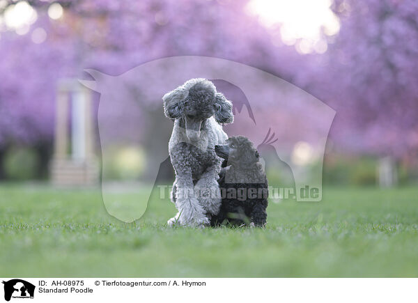 Kleinpudel / Standard Poodle / AH-08975