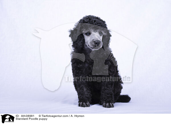 Kleinpudel Welpe / Standard Poodle puppy / AH-08981