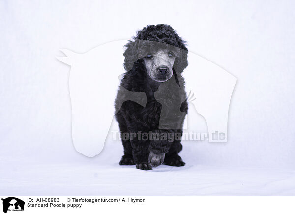 Kleinpudel Welpe / Standard Poodle puppy / AH-08983