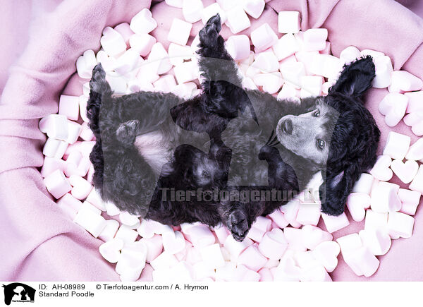 Kleinpudel / Standard Poodle / AH-08989