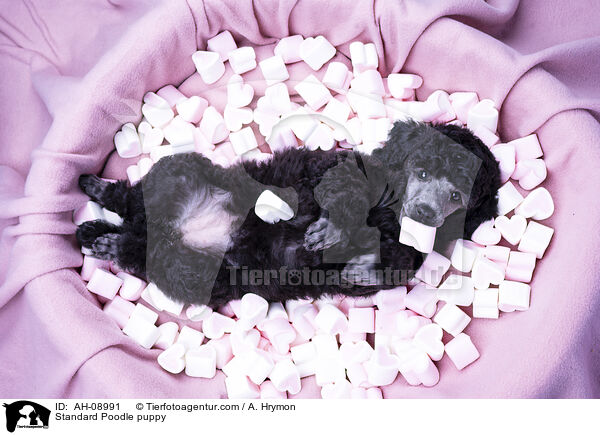 Kleinpudel Welpe / Standard Poodle puppy / AH-08991