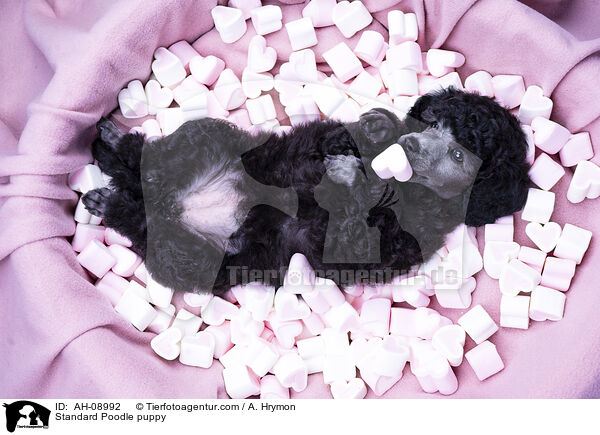 Kleinpudel Welpe / Standard Poodle puppy / AH-08992