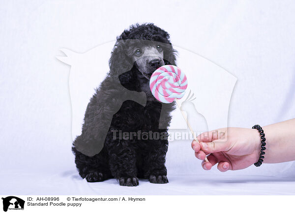 Kleinpudel Welpe / Standard Poodle puppy / AH-08996
