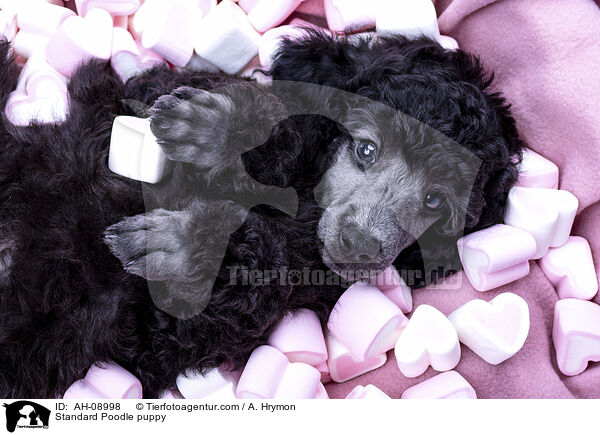 Kleinpudel Welpe / Standard Poodle puppy / AH-08998