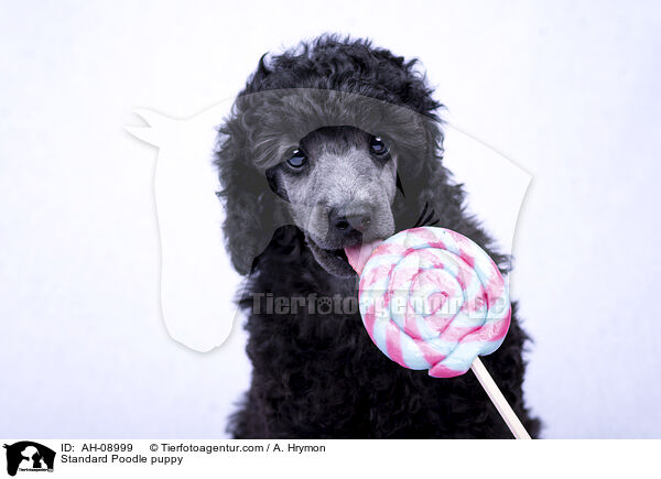 Kleinpudel Welpe / Standard Poodle puppy / AH-08999