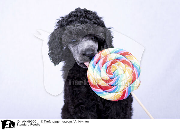 Kleinpudel / Standard Poodle / AH-09000
