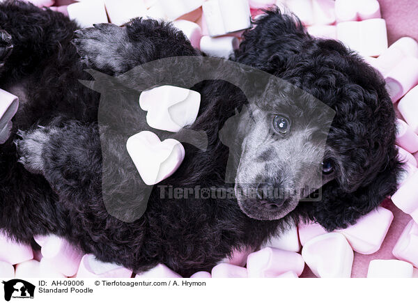 Kleinpudel / Standard Poodle / AH-09006