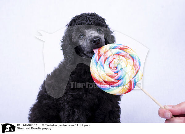 Kleinpudel Welpe / Standard Poodle puppy / AH-09007