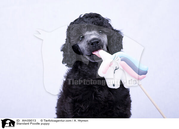 Kleinpudel Welpe / Standard Poodle puppy / AH-09013