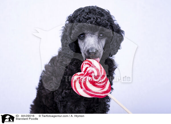 Kleinpudel / Standard Poodle / AH-09016