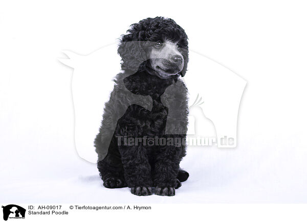 Kleinpudel / Standard Poodle / AH-09017