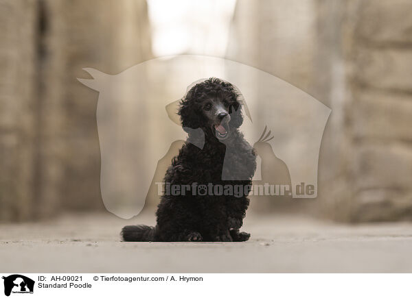 Kleinpudel / Standard Poodle / AH-09021