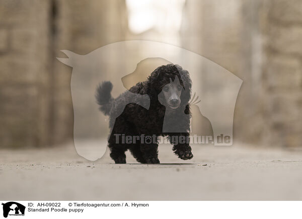 Kleinpudel Welpe / Standard Poodle puppy / AH-09022