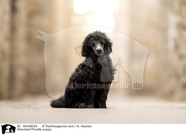 Kleinpudel Welpe / Standard Poodle puppy / AH-09024