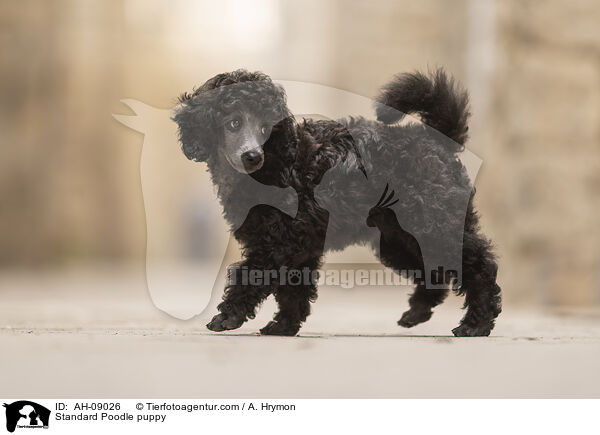 Kleinpudel Welpe / Standard Poodle puppy / AH-09026