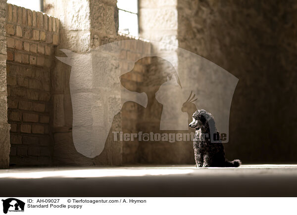 Kleinpudel Welpe / Standard Poodle puppy / AH-09027