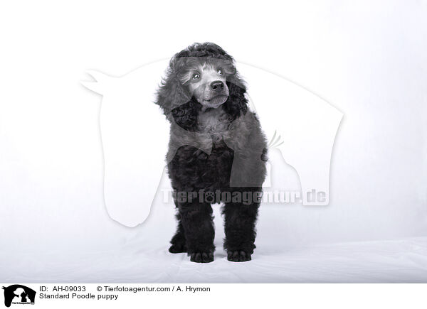 Kleinpudel Welpe / Standard Poodle puppy / AH-09033