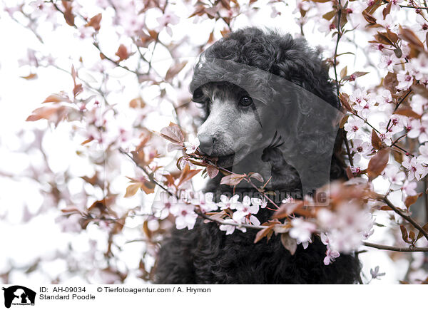 Kleinpudel / Standard Poodle / AH-09034