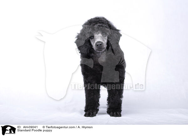 Kleinpudel Welpe / Standard Poodle puppy / AH-09041
