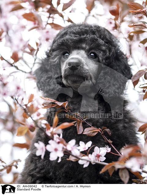 Kleinpudel / Standard Poodle / AH-09042
