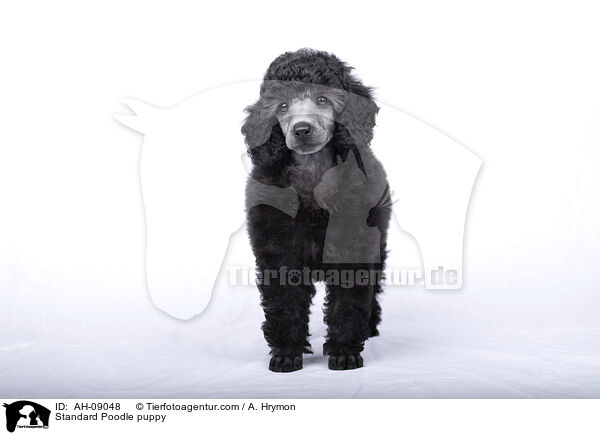 Kleinpudel Welpe / Standard Poodle puppy / AH-09048