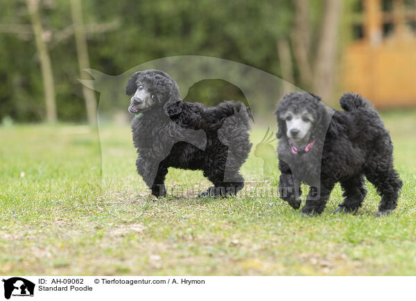 Kleinpudel / Standard Poodle / AH-09062
