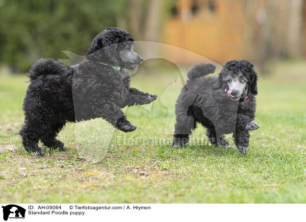 Kleinpudel Welpe / Standard Poodle puppy / AH-09064